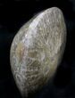 Polished Fossil Coral - Morocco #25704-2